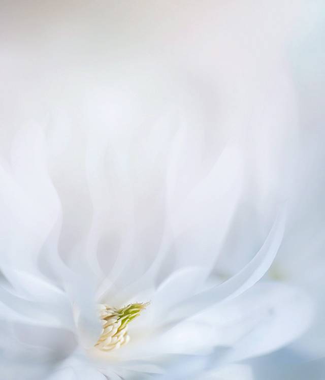 白色花朵h5背景