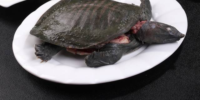 生氽甲鱼美食图片