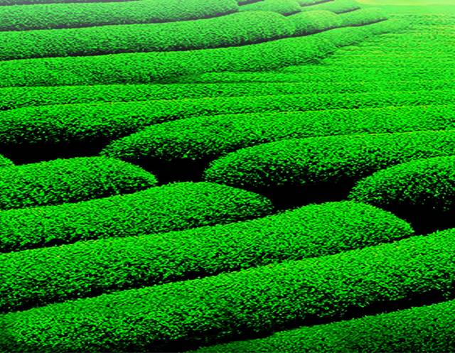 茶园h5背景