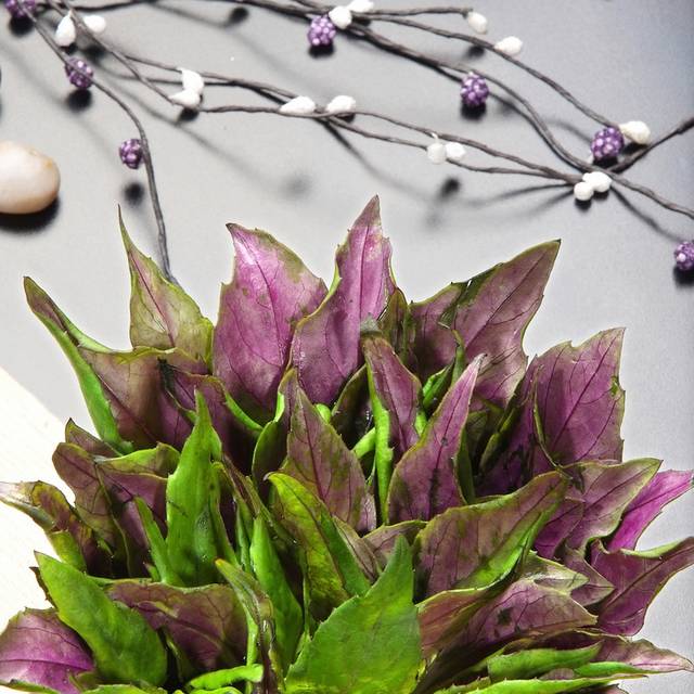 紫贝天葵图片