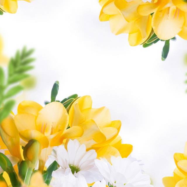 小清新黄白色花朵主图背景