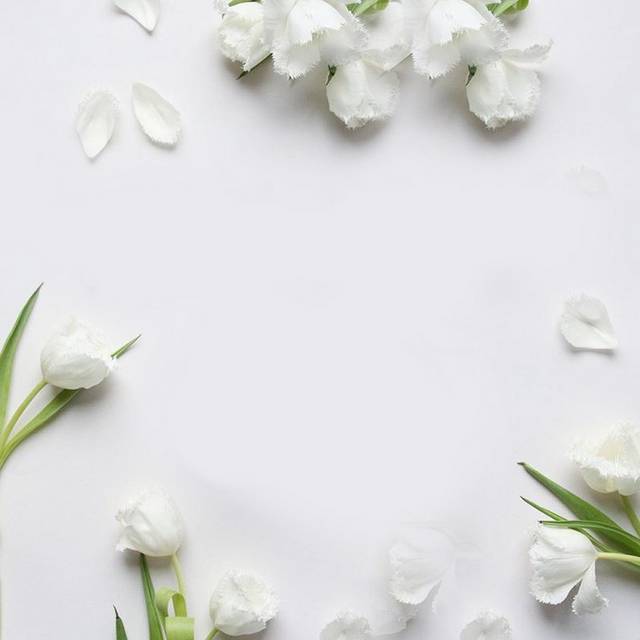 白色花瓣主图背景