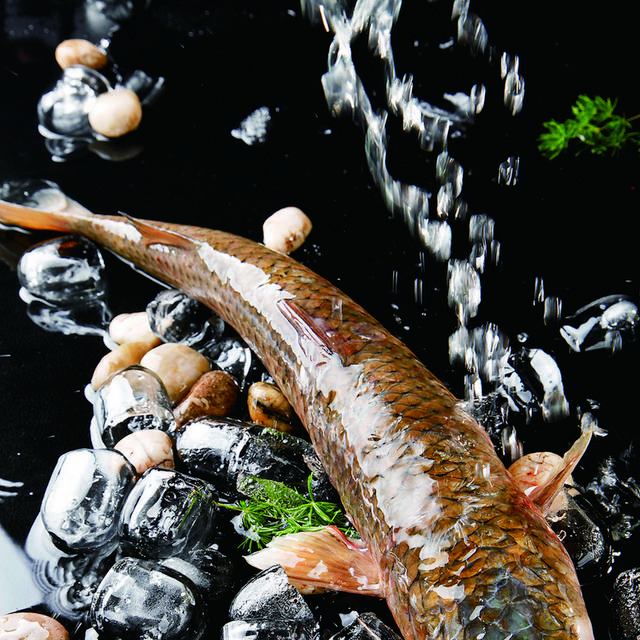 鲤鱼鲩鱼