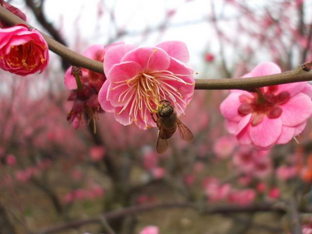 梅花蜜蜂无框画