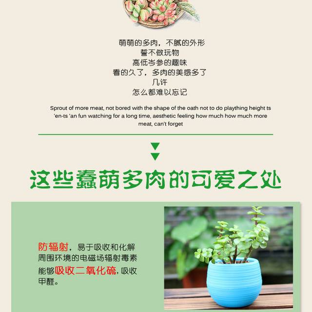 多肉植物详情页