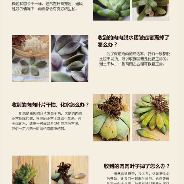 多肉植物详情页