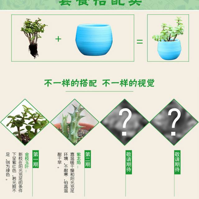 多肉植物详情页