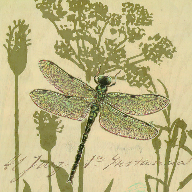 古典昆虫蜻蜓装饰画