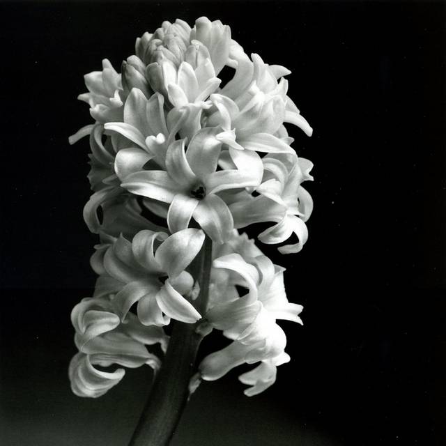 黑白花朵装饰画1