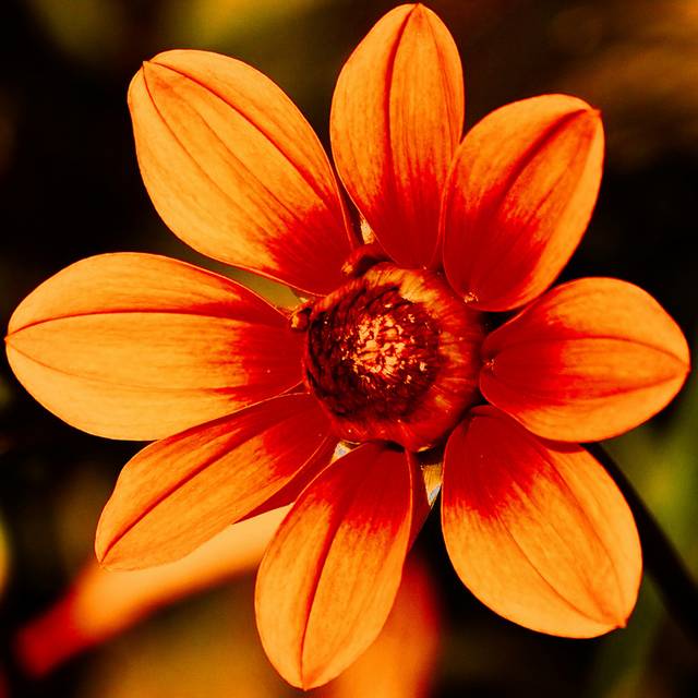 橙色花朵装饰画