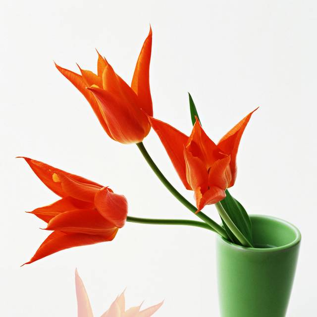 橘红色花卉装饰画