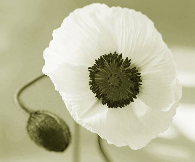白色罂粟花装饰画