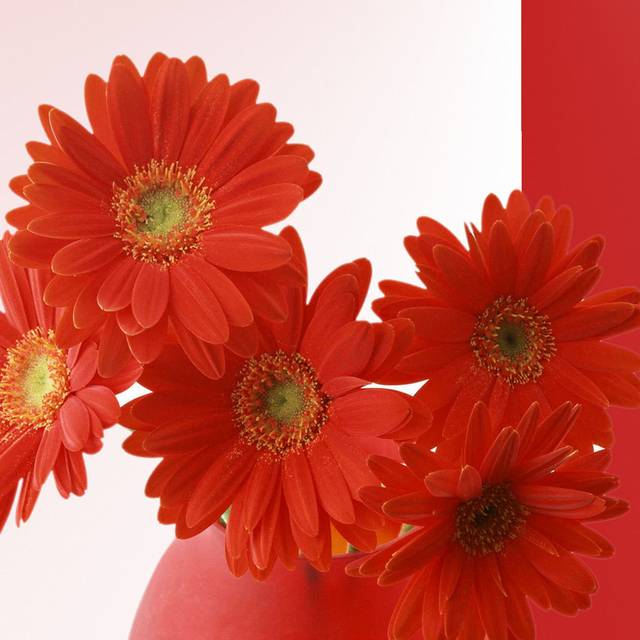 红色花卉非洲菊装饰画1