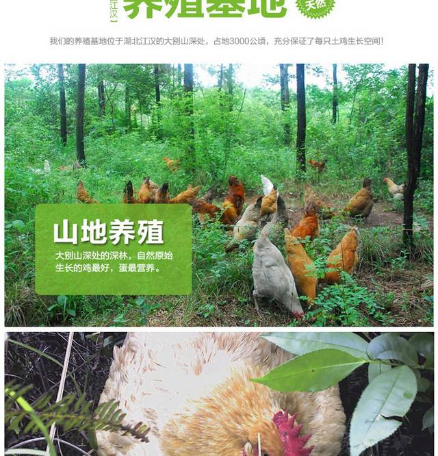 农家土鸡蛋详情页