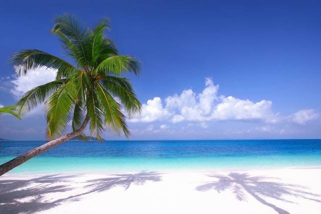 海边蓝天美景椰子树装饰画