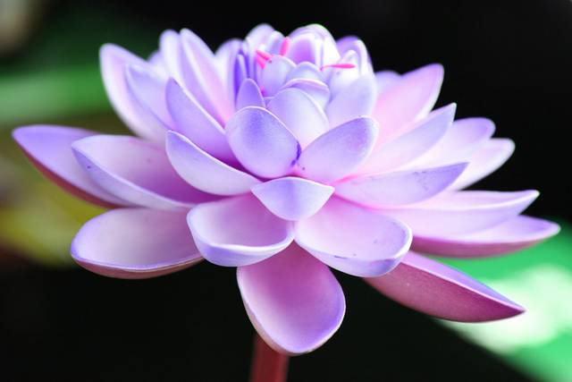 紫色高清花卉装饰画