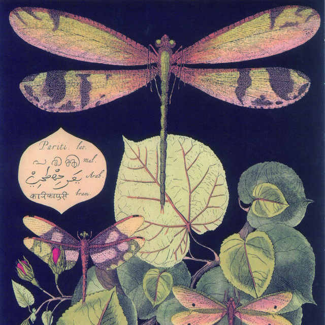 蜻蜓树叶装饰画1