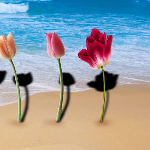 海岸花朵装饰画2