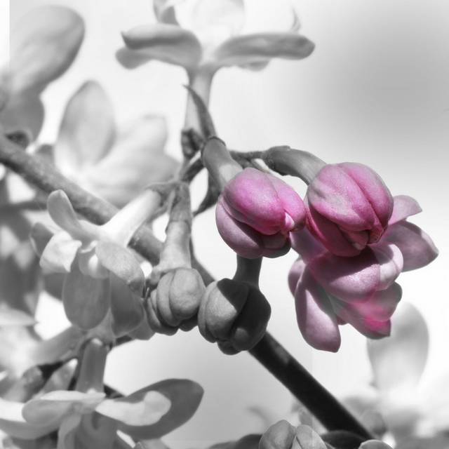 灰白粉色花卉装饰画