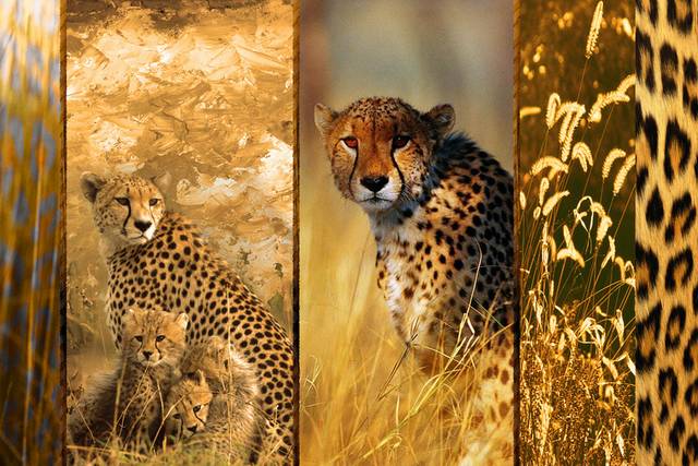 非洲动物装饰画1