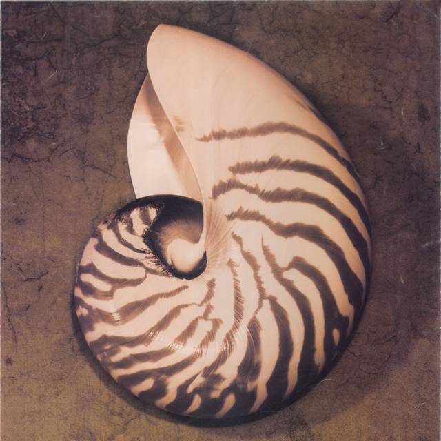 海螺装饰画