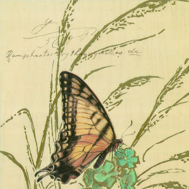 古典昆虫装饰画1