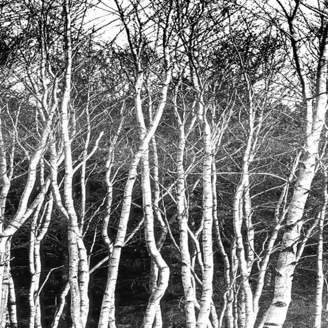 黑白树林装饰画4