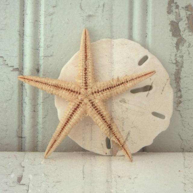 海洋海星装饰画
