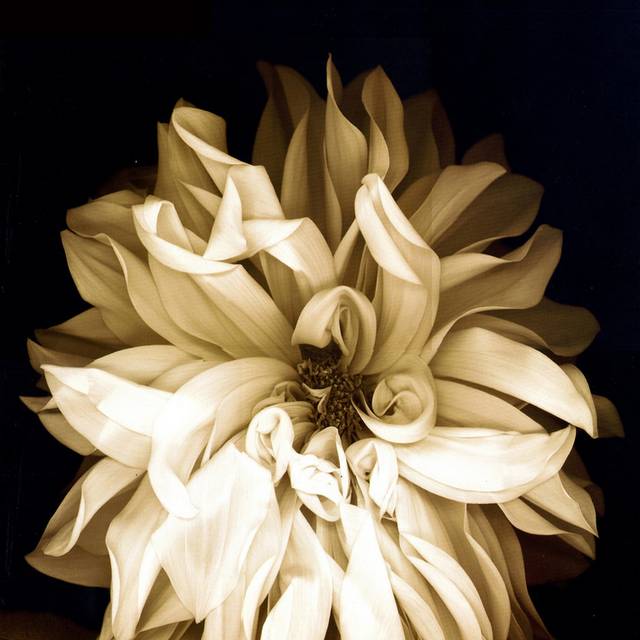 黑白花朵装饰画3