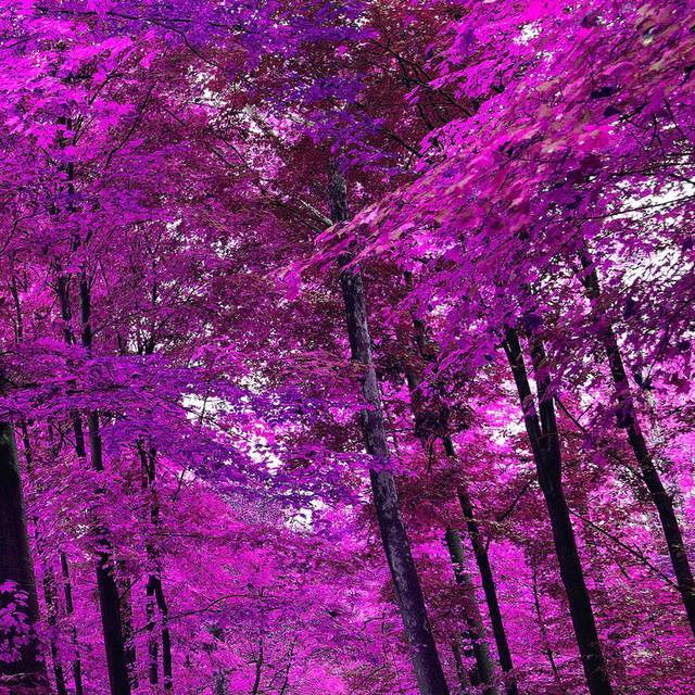 紫色的树装饰画2