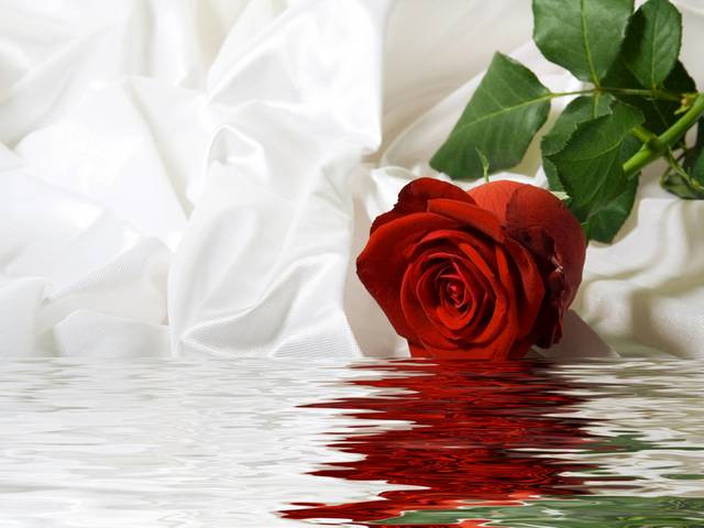 水波红色玫瑰时尚装饰画
