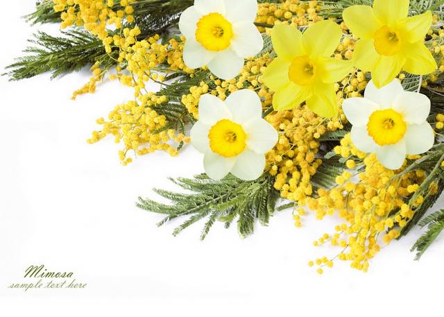 黄白水仙花装饰画
