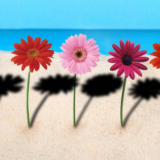 沙滩菊花装饰画1