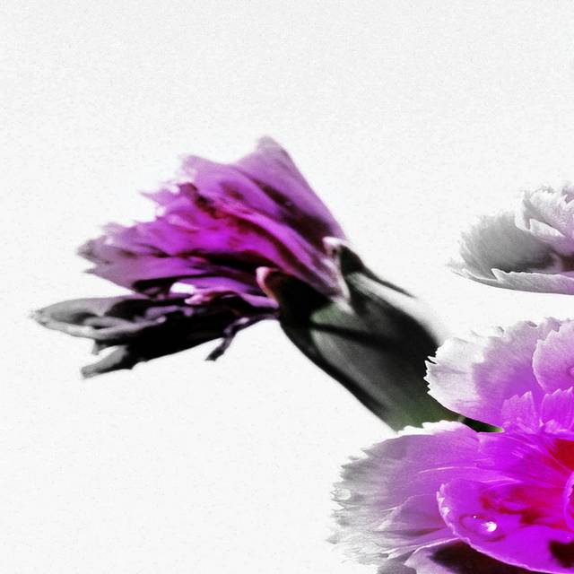 紫红花瓣装饰画