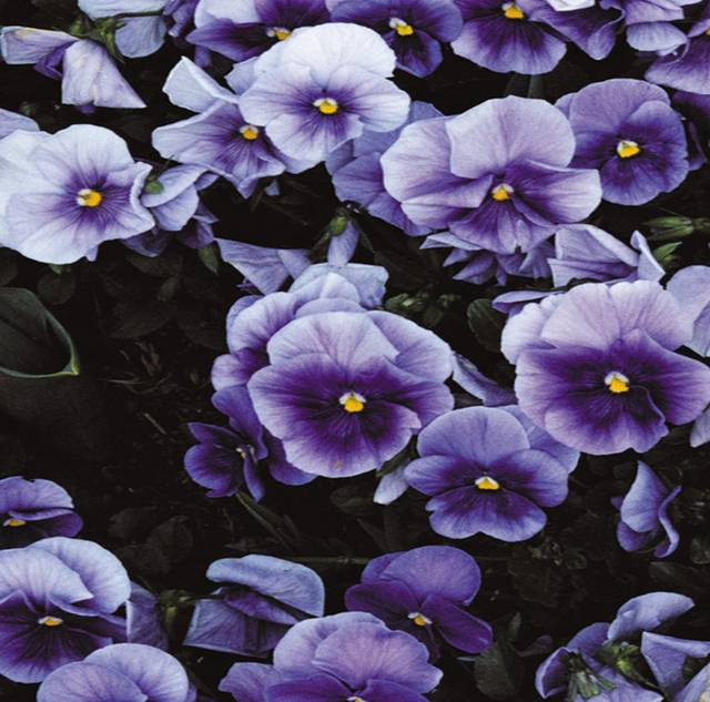 蓝紫色花丛装饰画2