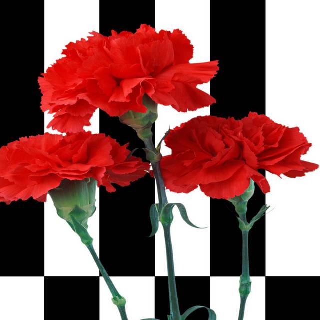 鲜红花朵装饰画1
