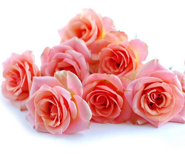 粉色玫瑰装饰画