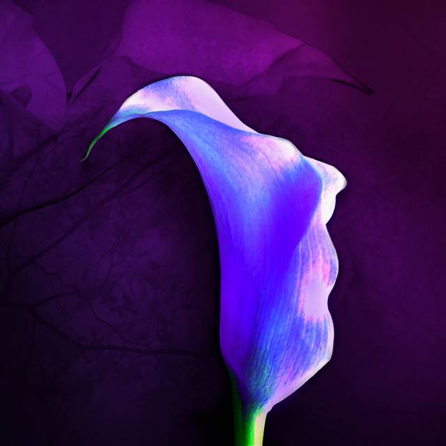精美的紫色鲜花装饰画2