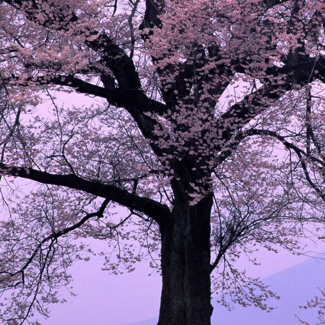 樱花树装饰画
