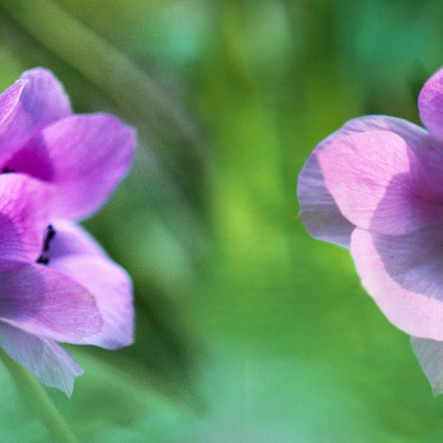 浅紫花朵装饰画1
