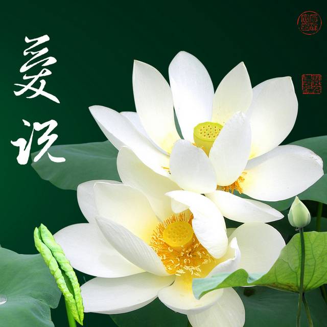 莲花爱莲说装饰画2