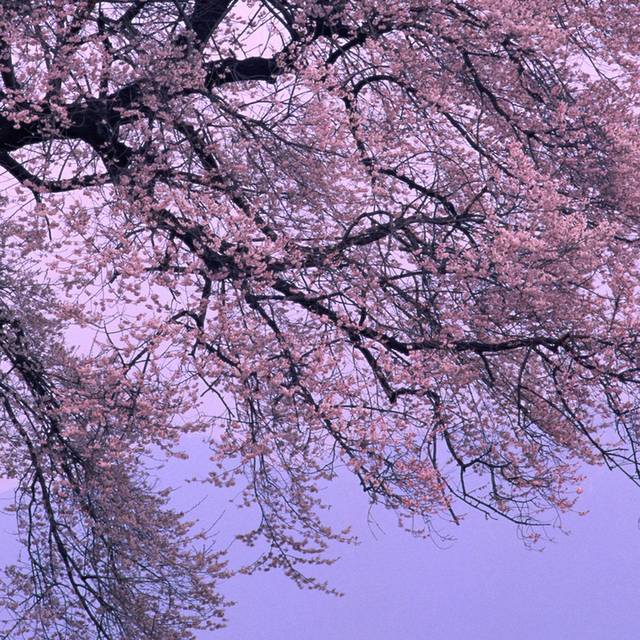 樱花树装饰画1