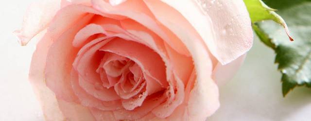 粉色美丽玫瑰花装饰画