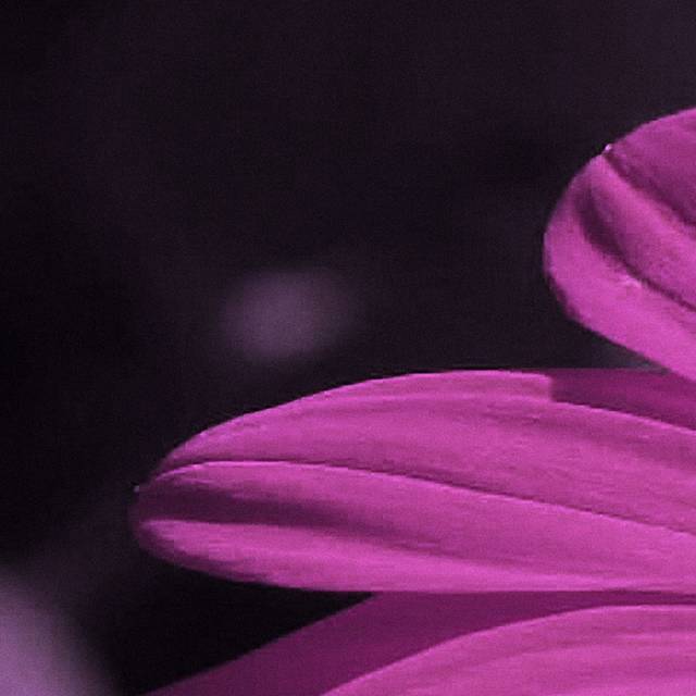 紫色雏菊花瓣装饰画