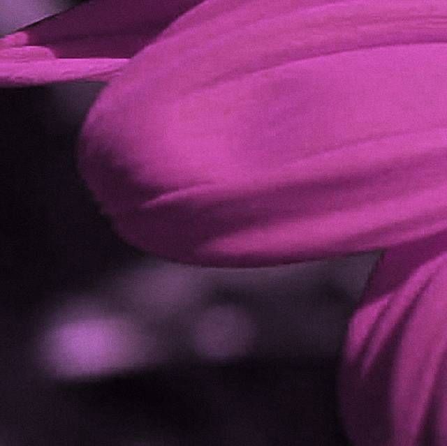 紫色雏菊花瓣装饰画