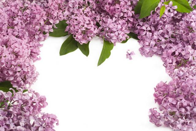 紫色美丽的鲜花装饰画