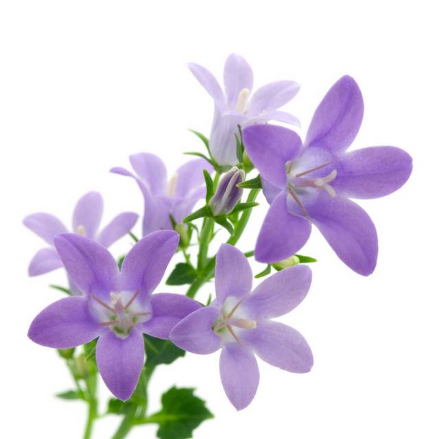 紫色清新花朵装饰画