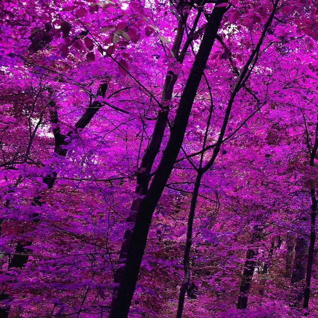 紫色的树装饰画