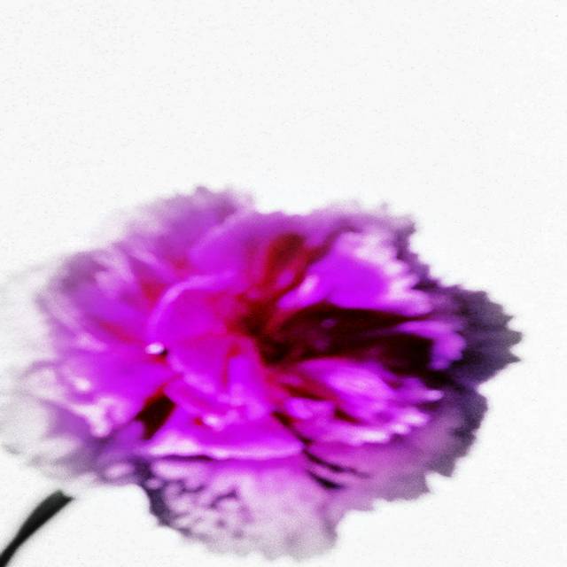 紫红花瓣装饰画2