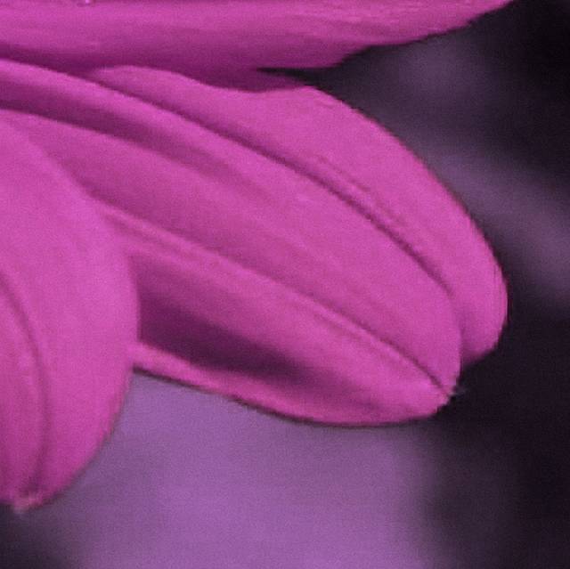 紫色雏菊装花瓣饰画2